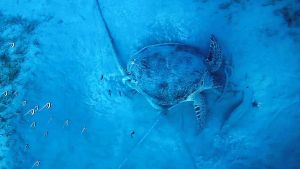 Зеленая черепаха на якоре на глубине 17 метров под водой