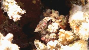 Рак-отшельник