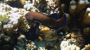 Рыба-метла и Павлинья гаррупа