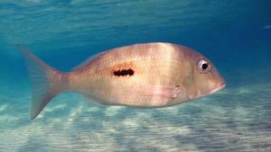 Чернопятнистый император