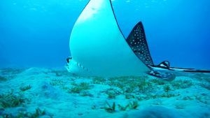 Пятнистый орляк тест скорости