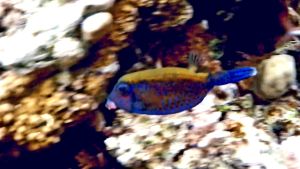 Аравийский кузовок