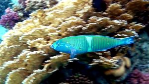 Кольчатый губан