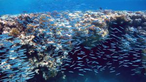 Твердоголовый атериноморус