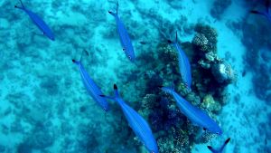 Однополосый цезий