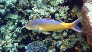 Золотистая зубатая барабуля