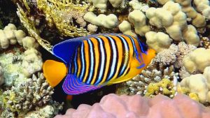 Королевский ангел