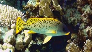 Чернопятнистый сладкогуб