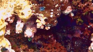 Солнечный коралл (Tubastraea)