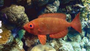 Бычеглаз-хамрур