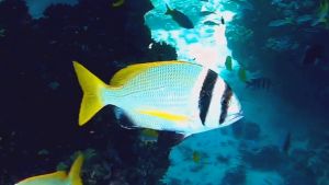 Чернополосый морской карась