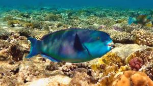 Крутолобый попугай