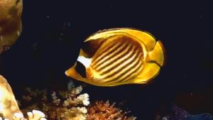 Диагональная рыба-бабочка