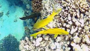 Золотистая зубатая барабуля