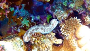 Морской огурец Граеффa