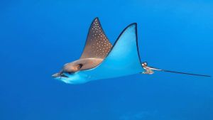 Пятнистый орляк завораживающий полет