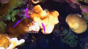 Ложнохромис Фридмана