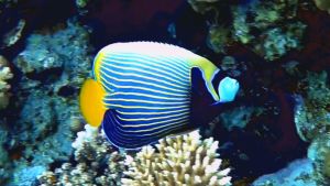 Императорский ангел