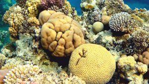 Иероглиф 大 (большой) на Сотовом коралле