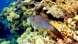 Расписной алутер