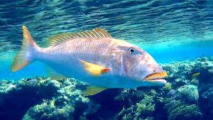 Желтогубый император, Желтогубый летрин