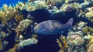 Синий морской голавль, Голубой кифоз