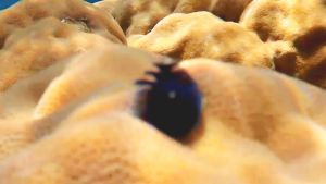 Елочный червь