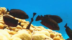 Смуглый сиган