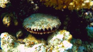 Черногубая жемчужная устрица