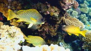 Чернопятнистый сладкогуб и Луциан дори