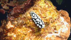 Филлидиелла пустулоза Голожаберный моллюск