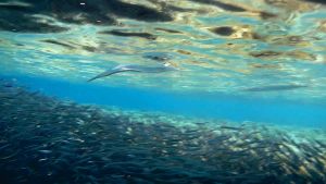 Красноморский тилозур охотится за атериноморусом