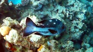 Черный маколор