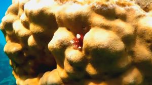 Елочные черви на коралле Желтый порит