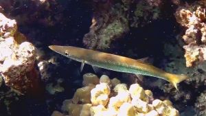 Желтохвостая барракуда