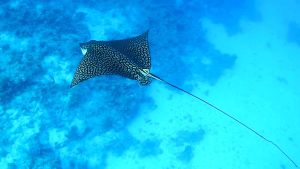 Пятнистый скат-орляк