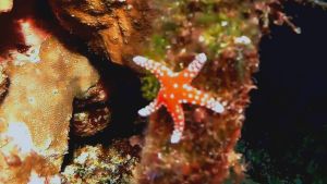 Морская звезда Фромия гардакана