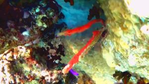 Негомбата великолепная, ядовитая пальчиковая губка