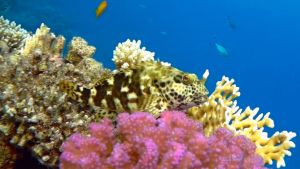 Обыкновенный кудрепер