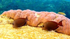 Коричневый хирург и другие