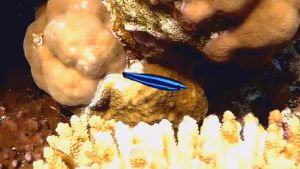 Четырехлинейный губан молодь