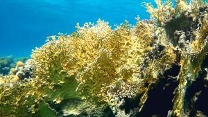 Сетчатый огненный коралл и рыба-попугай