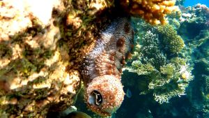 Морской огурец Граеффa, Персонотурия черноротая