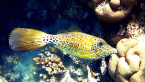 Расписной единорог