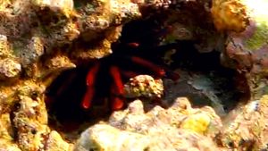 Красный грифельный еж и Рак-отшельник