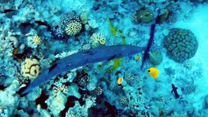 Барракуда после секундной атаки на Тилозура