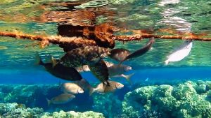 Золотополосый сиган меняет раскраску