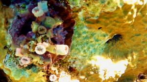 Солнечный коралл и Диадема щетинковидная