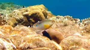 Однопятнистая хризиптера и Нитеперая собачка