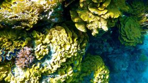 Турбинария почковидная